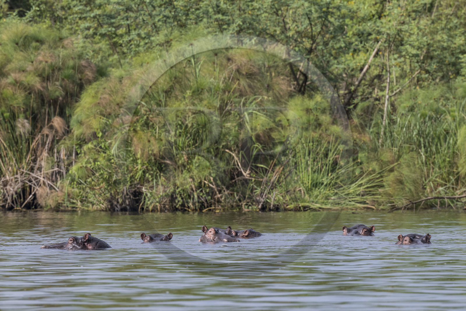 Rwanda, Parc national de l'Akagera, le lac Ihema, Hippopotames (Hippopotamus amphibius)