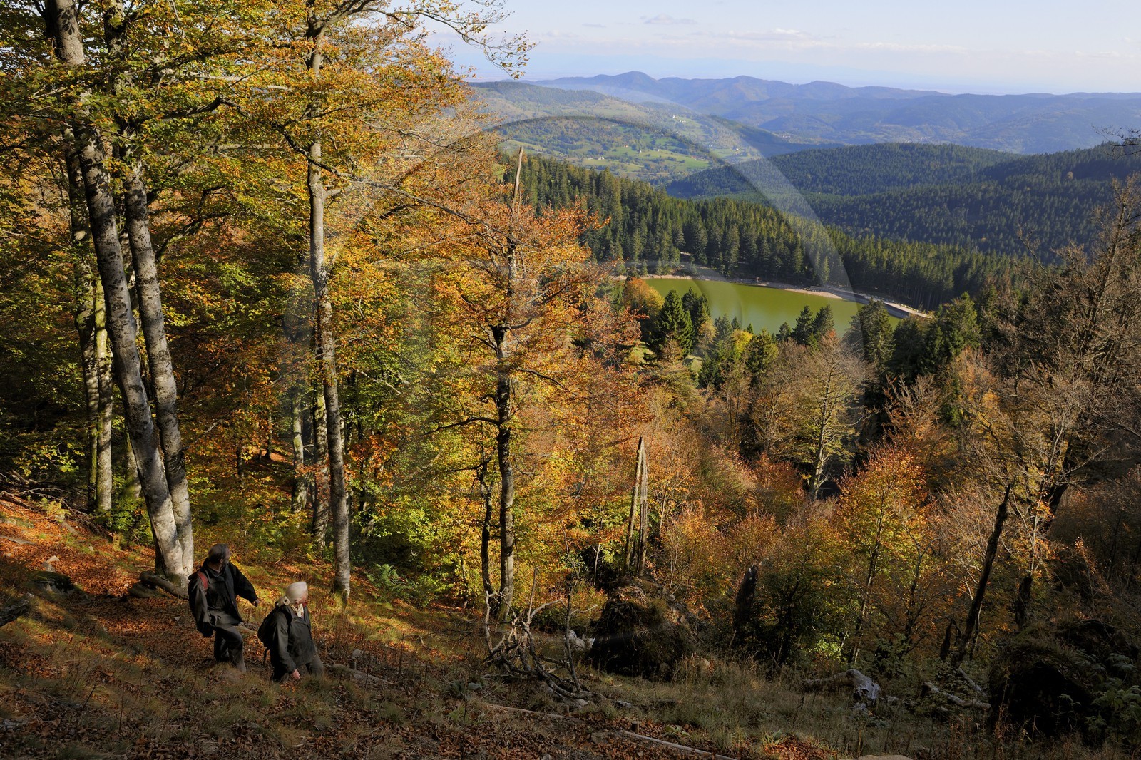 France, Haut-Rhin (68), en contrebas de la route des Crêtes, randonneurs au dessus du lac Vert ou lac de Soultzeren au pied du massif du Tanet
