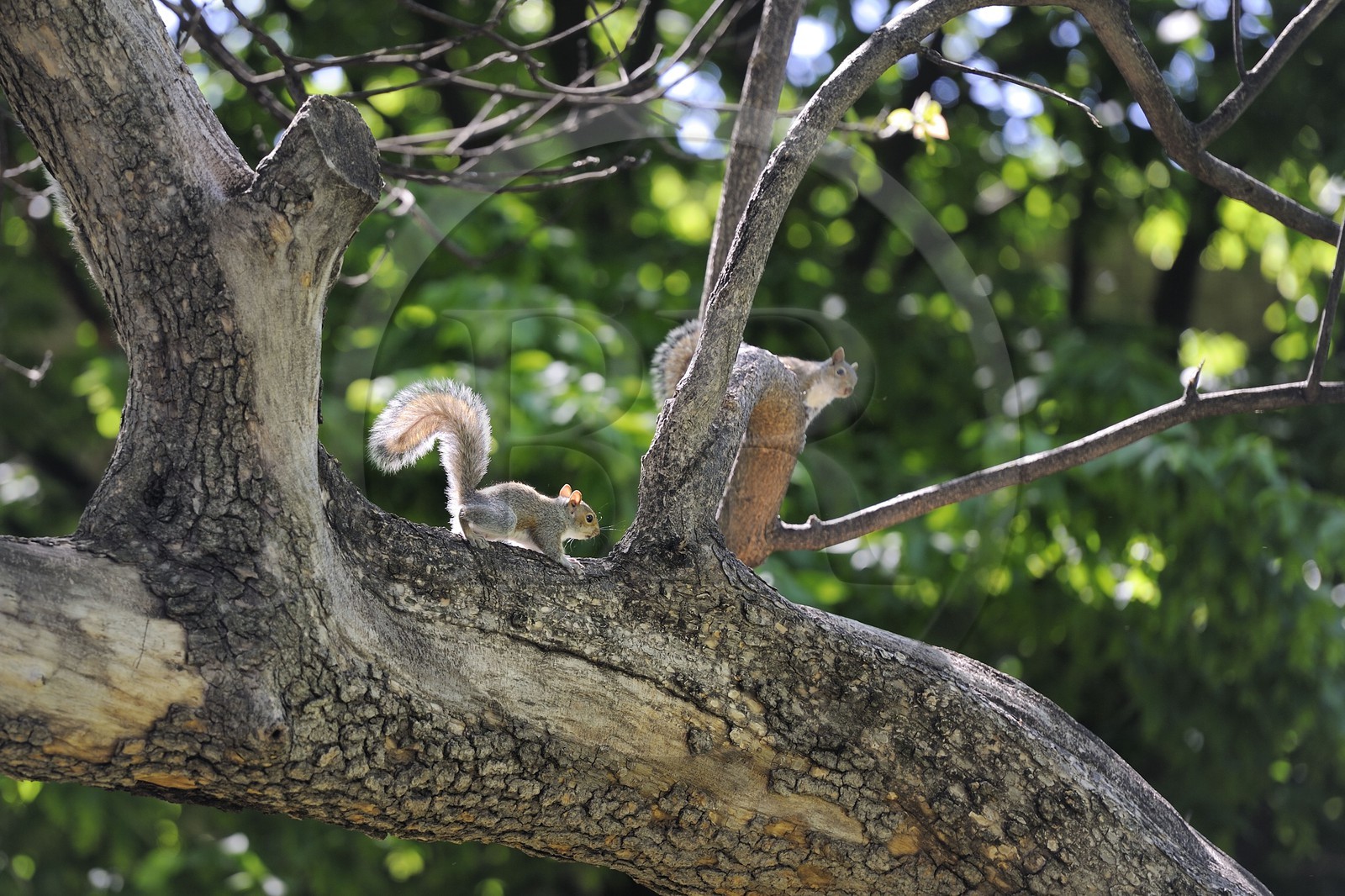 Etats-Unis, New York, Manhattan, , Central Park, écureuil