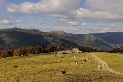 France, Haut-Rhin (68), la route des Crêtes, vue vers le Hohneck à la hauteur du col d'Hahnenbrunnen