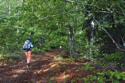 France, Ardèche (07), parc naturel régional des Monts d'Ardèche, massif du Mézenc, forêt de Lac-d'Issarlès, randonneuse dans la hêtraie de Montchamp