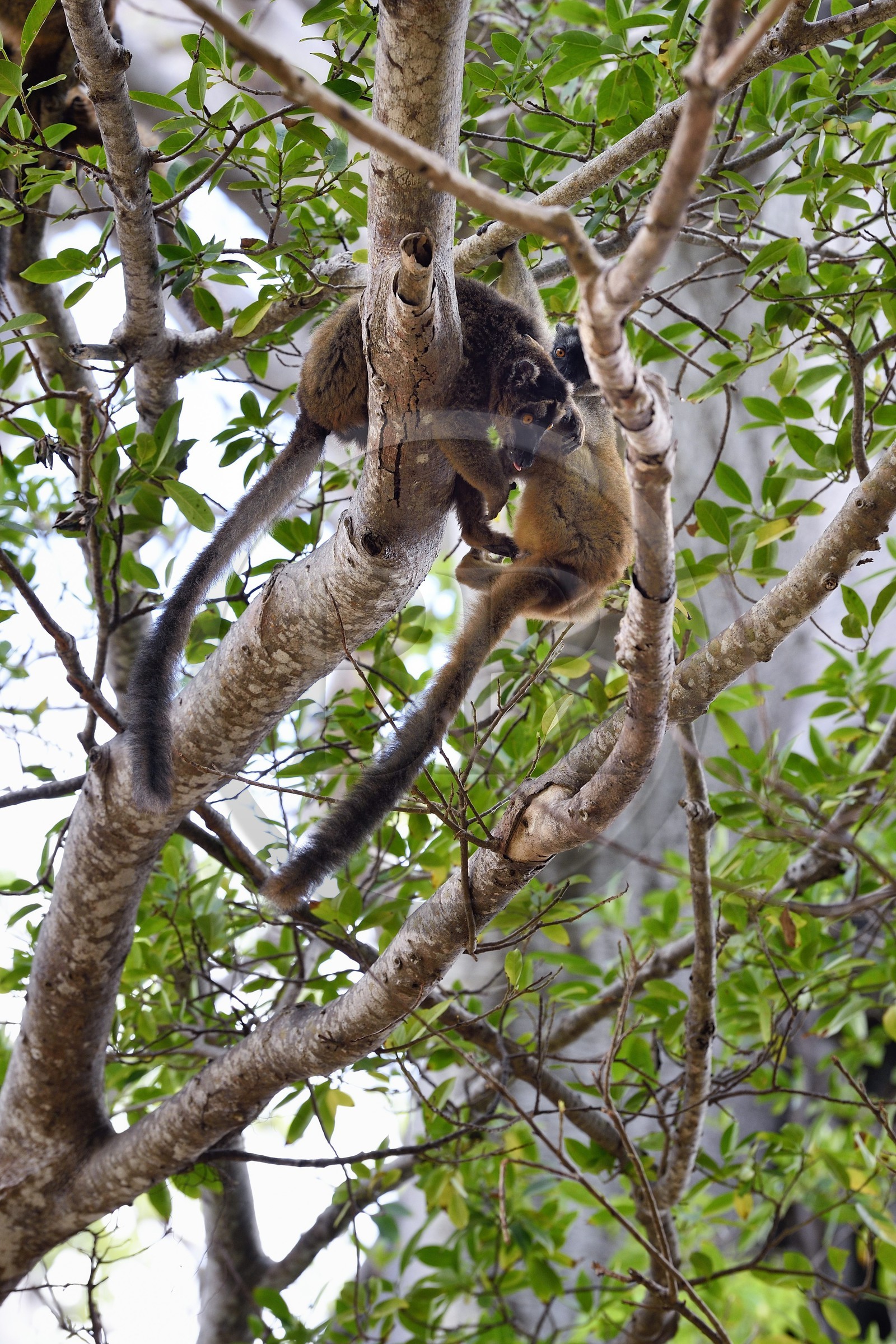 France, Mayotte island (French overseas department), Grande-Terre, Kani-Keli, the Maore Garden at N’Gouja beach, tawny lemur (Eulemur fulvus mayottensis) also called maki
