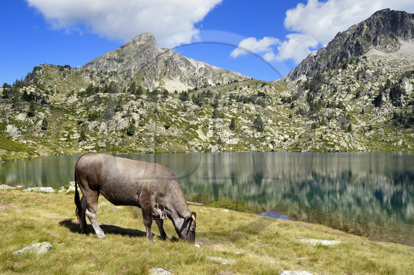France, Hautes-Pyrénées (65), Saint-Lary-Soulan et Vielle-Aure, randonnée sur une variante du GR10 entre le col de Portet et les lacs de Bastan en bordure de la réserve naturelle de Néouvielle, troupeau de vaches en estive au lac de Bastan supérieur et le pic de Bastan en arrière plan