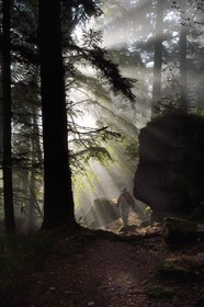 France, Bas-Rhin (67), Mont Saint-Odile, randonnée le long du Mur Païen, vestige d'un mur d'enceinte probablement de l'époque mérovingienne d'une longueur totale de onze kilomètres, lever de soleil dans la brume du petit matin