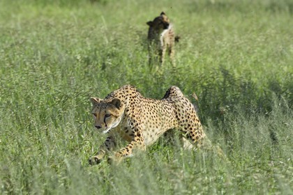 Namibia, Otjiwarongo, Cheetah Conservation Fund, research and education centre, cheetah (Acinonyx jubatus) chasing a lure to help give them exercise and keep them fit