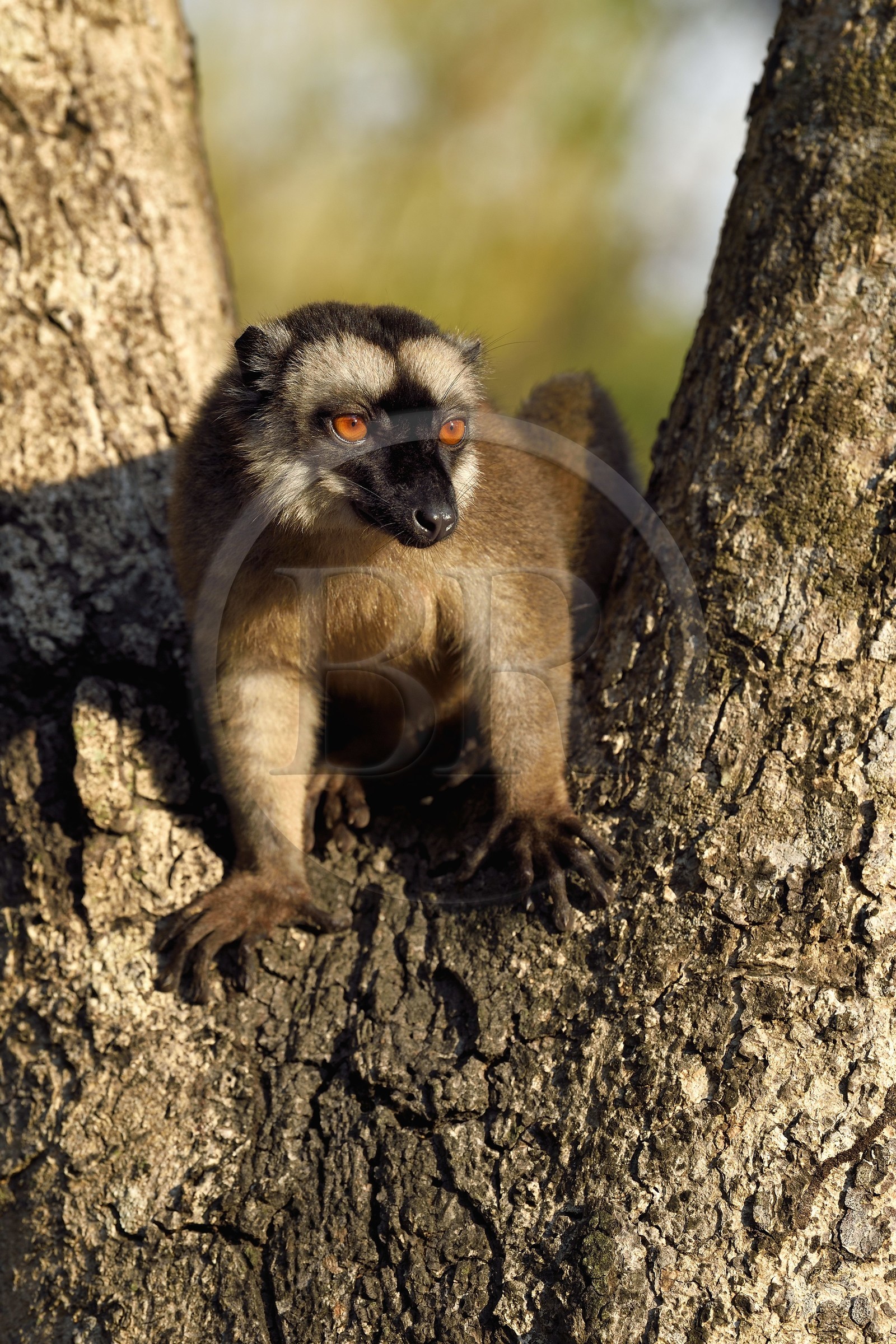 France, Ile de Mayotte, Grande-Terre, Kani-Keli, le Jardin Maoré à la plage de N’Gouja, Lémur fauve (Eulemur fulvus mayottensis) appelé aussi maki