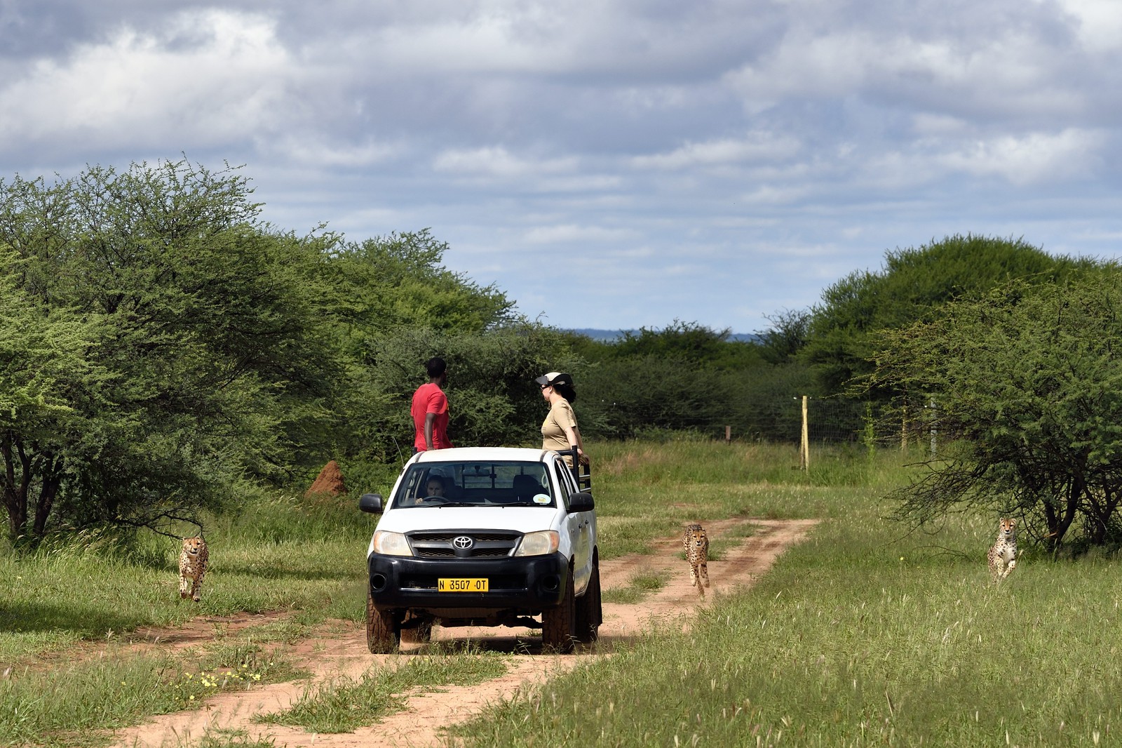 Namibie, Otjiwarongo, Cheetah Conservation Fund, centre de recherche et d'éducation, guépards (Acinonyx jubatus), nourrissage depuis un pick-up en mouvement, l'exercice a pour but de les garder en forme
