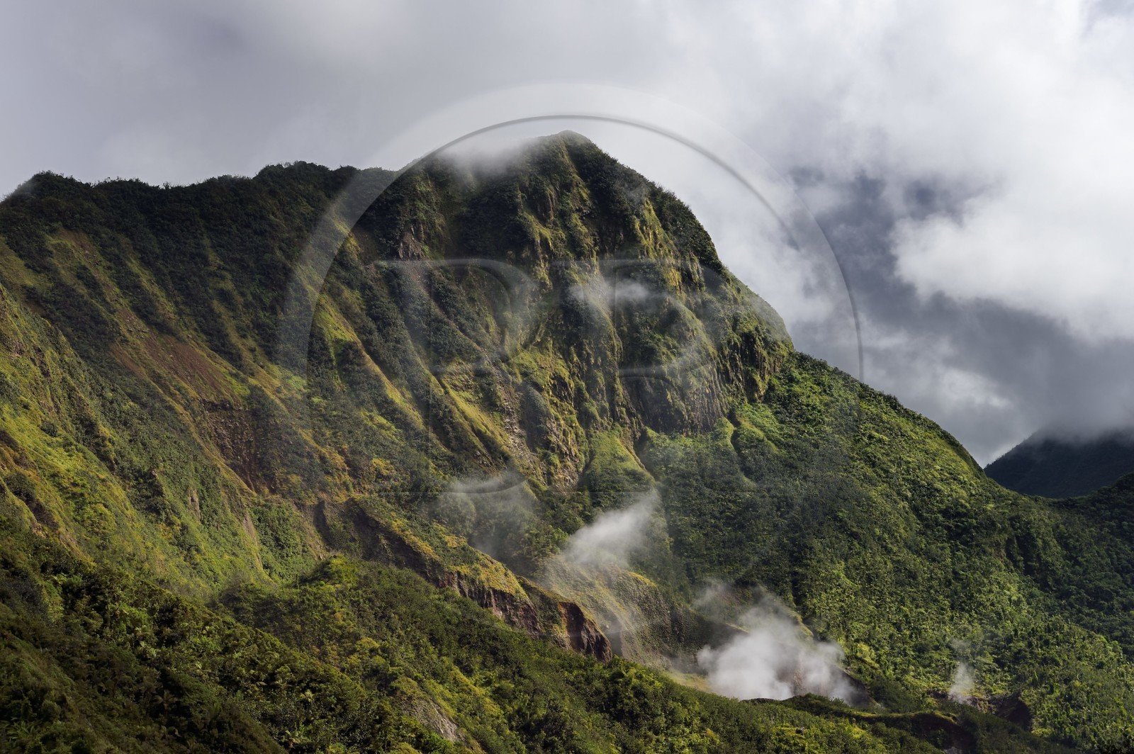 Caraïbes, Ile de la Dominique, Castle Bruce, Parc national du Morne Trois Pitons classé Patrimoine Mondial de l'UNESCO, la forêt tropicale autour du Boiling Lake dont on voit les vapeurs