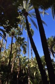 Maroc, Haut-Atlas, Marrakech, ville impériale, quartier de Gueliz, jardin Majorelle fondé en 1931 par le peintre français Jacques Majorelle puis racheté en 1980 par Yves Saint Laurent et Pierre Bergé