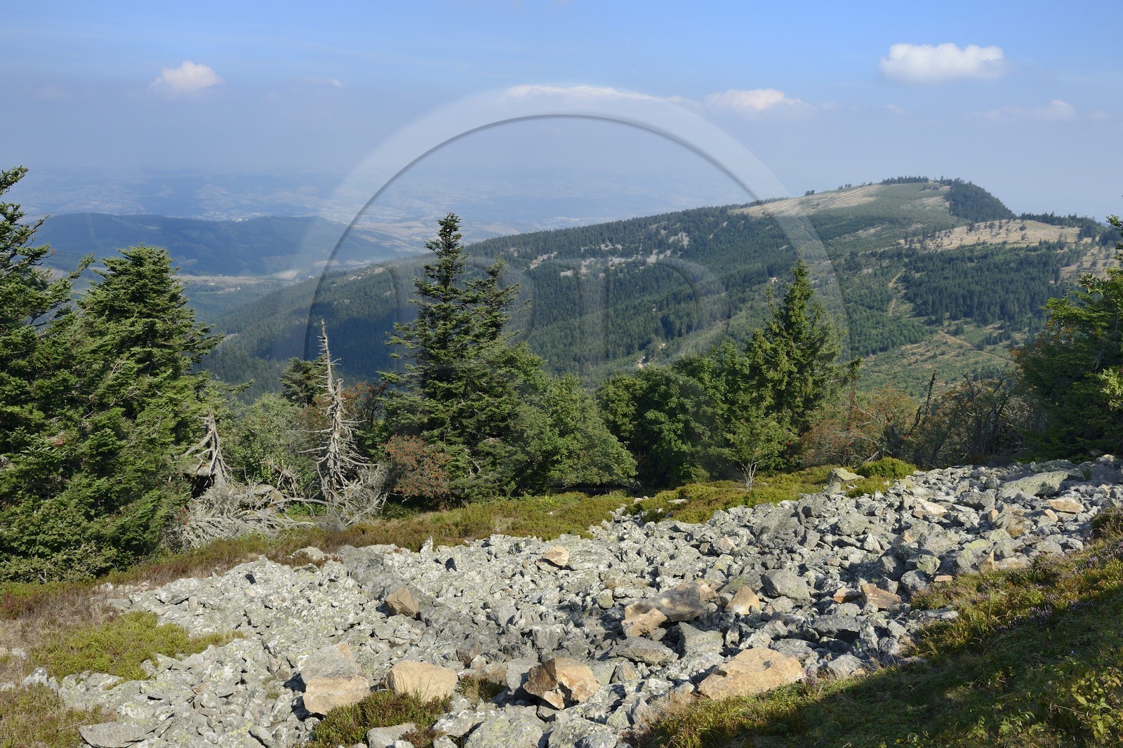 France, Loire, Parc Naturel Regional du Pilat (Natural Regional Park of Pilat), chirat (local name given to the rock blocks slide that cover the slopes in talus forms) at the Cret de l'Oeillon (Oeillon crest) in the Pilat massif