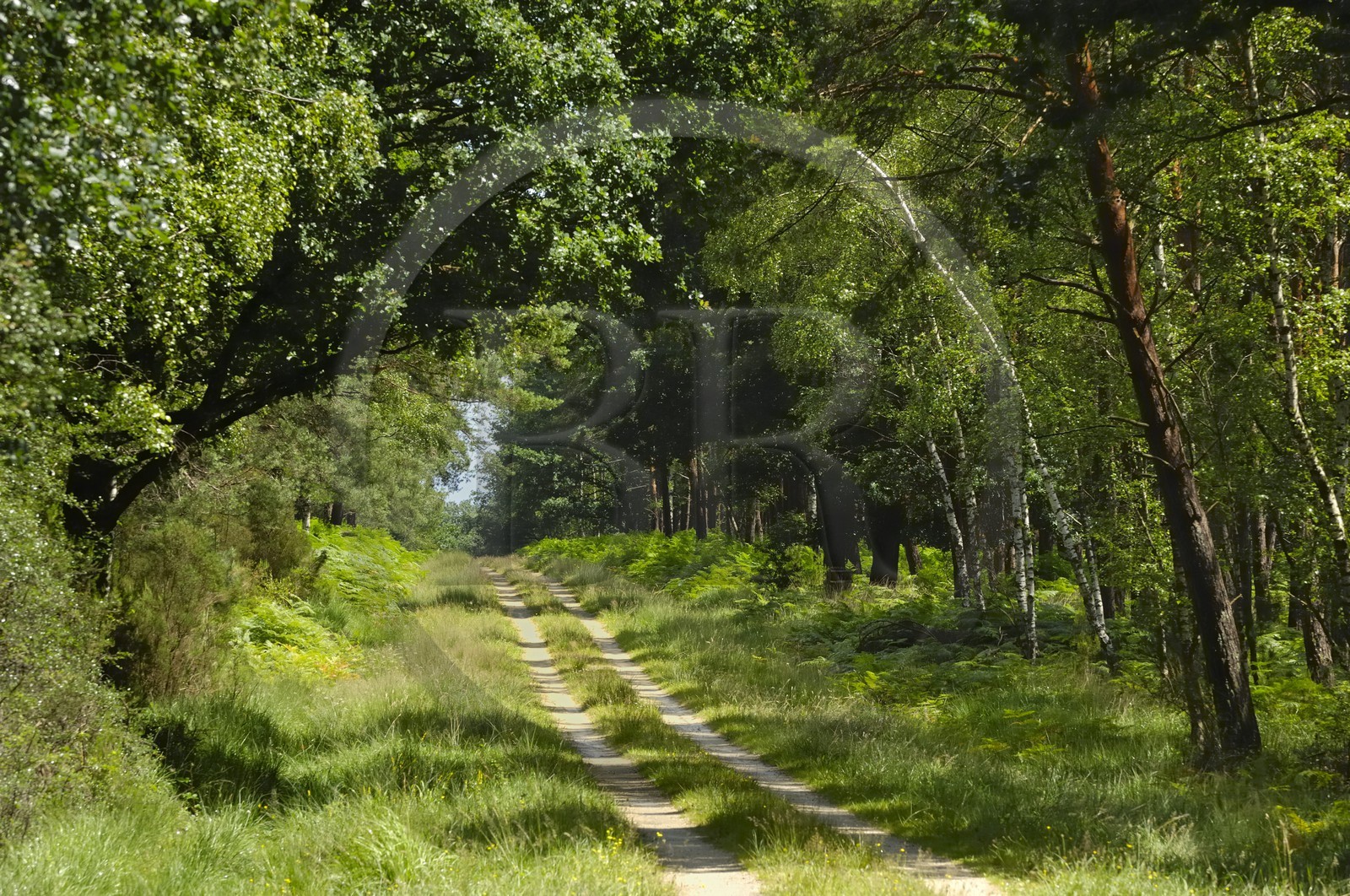 France, Loire et Cher, domaine du château de Chambord