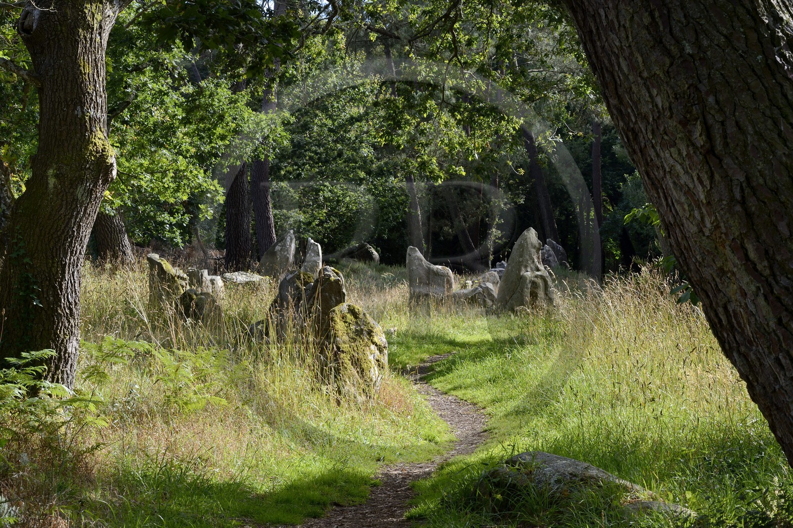 France, Morbihan (56), Carnac, alignement mégalithique du Petit Menec