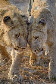 Zimbabwe, province des Midlands, Gweru, Antelope Park qui abrite ALERT (African Lion and Environmental Research Trust), jeune lion et lionne (panthera leo)