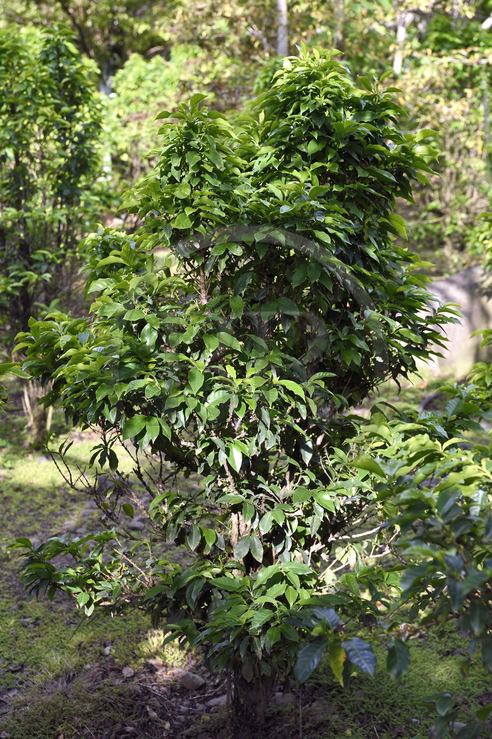 France, Ile de la Reunion, Saint Pierre, Jardin Botanique du Domaine du Café Grillé, caféier de Bourbon pointu (Coffea arabica var. laurina)