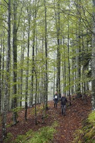 France, Vosges, Ballons des Vosges Regional Natural Park, Saint Maurice sur Moselle, hikers crossing a beech forest