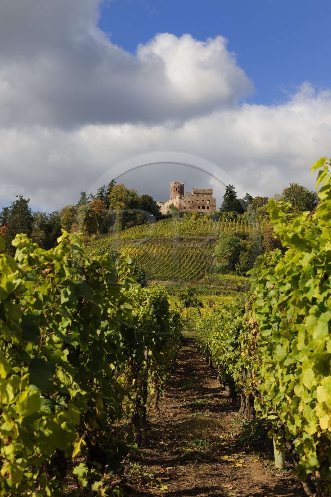 France, Bas-Rhin (67), château de Kintzheim et son vignoble