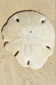 Panama, Pearl Islands, Isla Viveros, Sand Dollar (Clypeaster subdepressus)