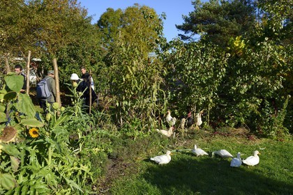 Sweden, Västra Götaland, Koster Islands, Sydkoster, the Koster Garden (Koster Tradgardar)