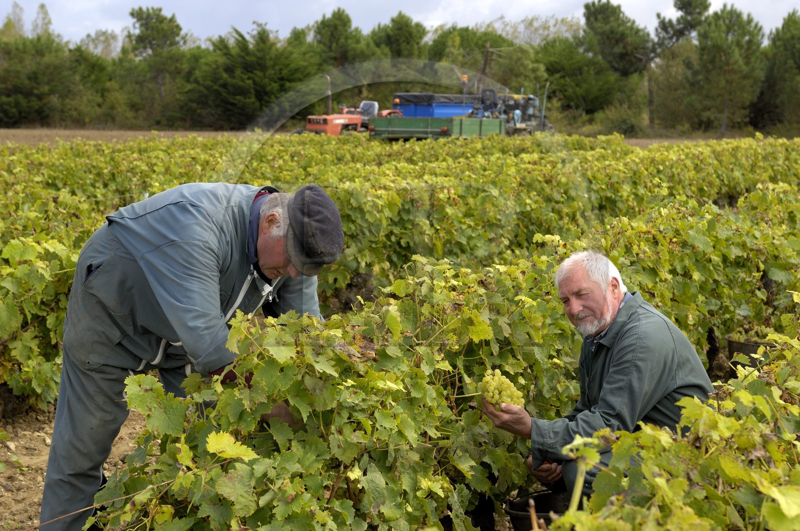 France, Charente-Maritime (17), Ile d'Oléron, Le Château d'Oléron, vendanges à la main dans les vignes de Michel Patoizeau