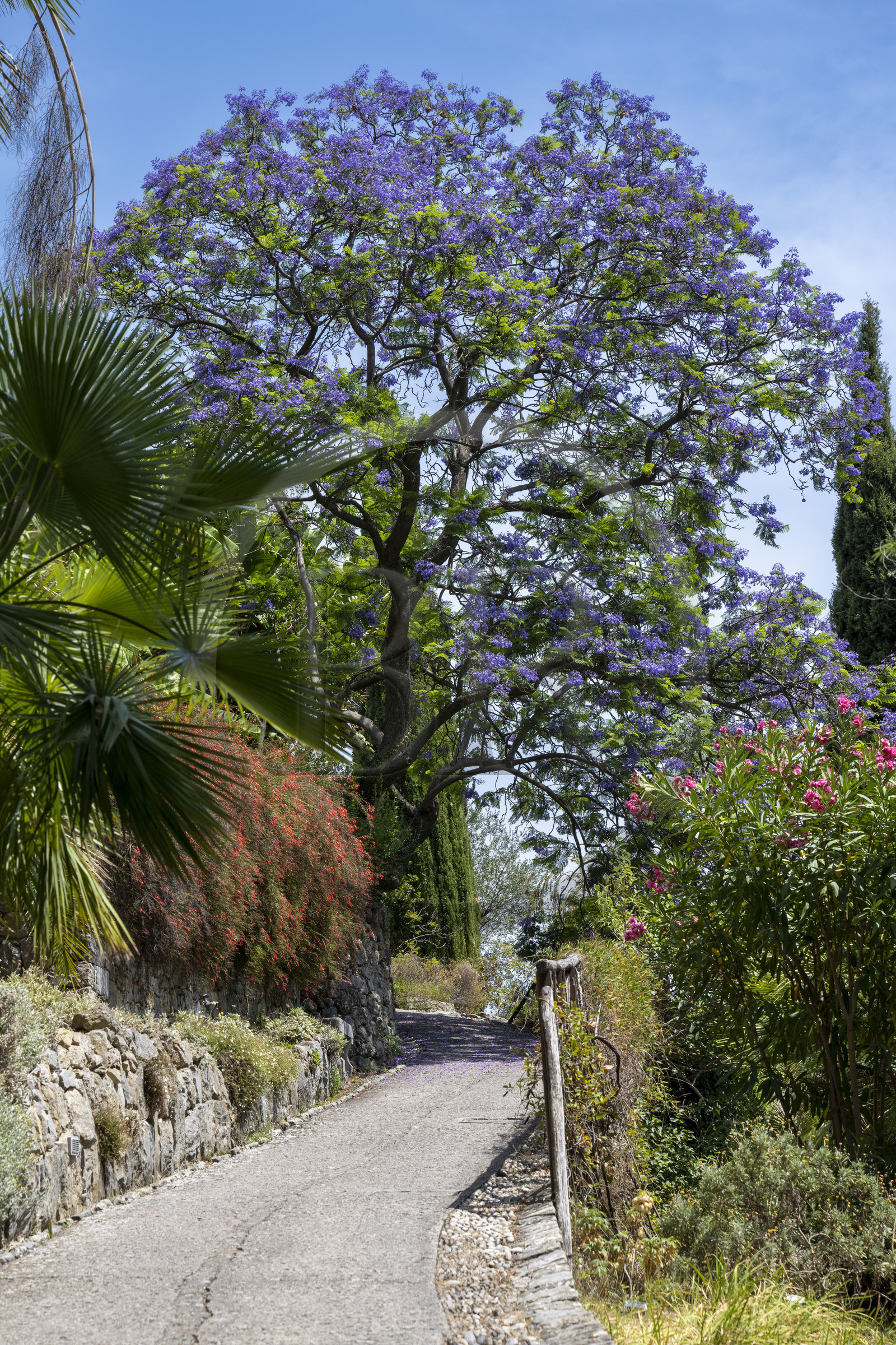 Italie, Ligurie, Province d'Imperia, Vintimille, Jardin botanique Hanbury, Jacaranda en fleur