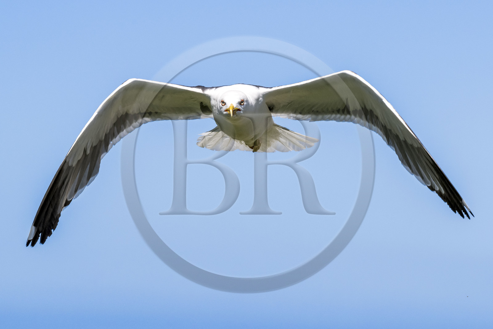 France, Finistère (29), Pays des Abers, Ile Vierge dans l'archipel de Lilia, goéland