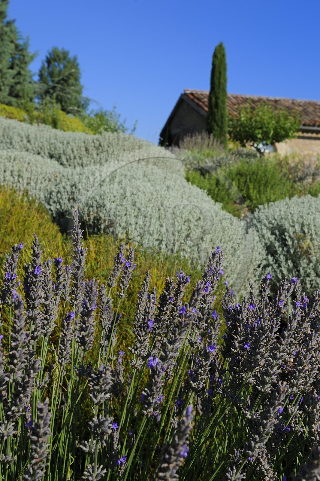 France, Var, Provence Verte (Green Provence), Bras village next to Saint Maximin, Le Peyrourier Bed & Breakfast, une campagne en Provence