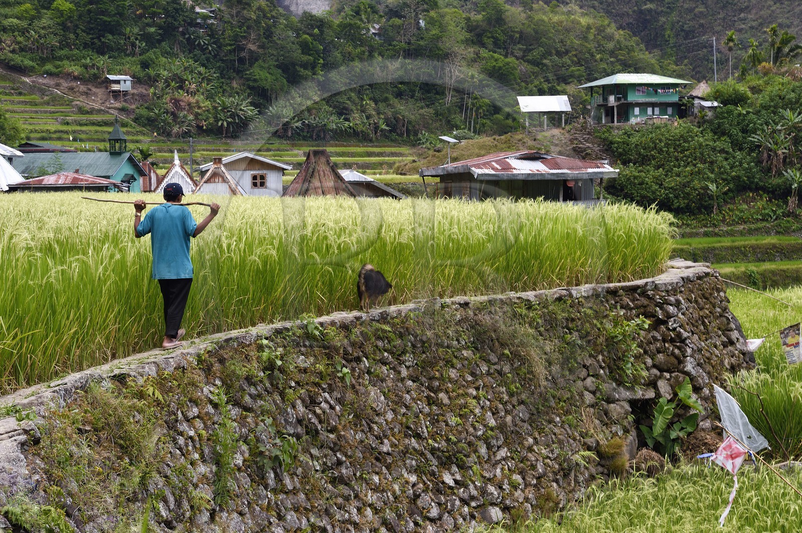 Philippines, province d'Ifugao, les rizières en terrasses de Banaue autour du village de Batad, classées Patrimoine Mondial de l'UNESCO