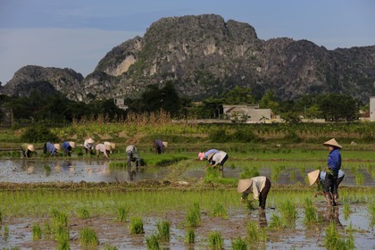 Vietnam, Ninh Binh province nicknamed Inland Halong Bay, transplanting rice in a ricefield