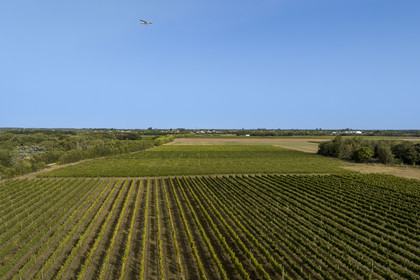 France, Charente-Maritime (17), Ile d'Oléron, Saint-Pierre-d'Oléron, hameau de La Coindrie, le vignoble survolé par un Cessna(vue aérienne)