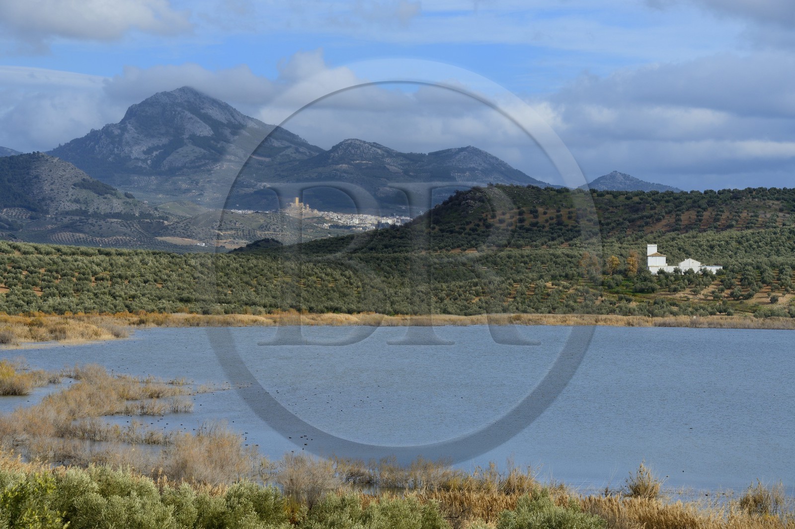 Espagne, Andalousie, province de Jaén, champs d'oliviers au sud de Martos entre Baena et Alcaudete, laguna del Conde et la Sierra Magina en arrière plan