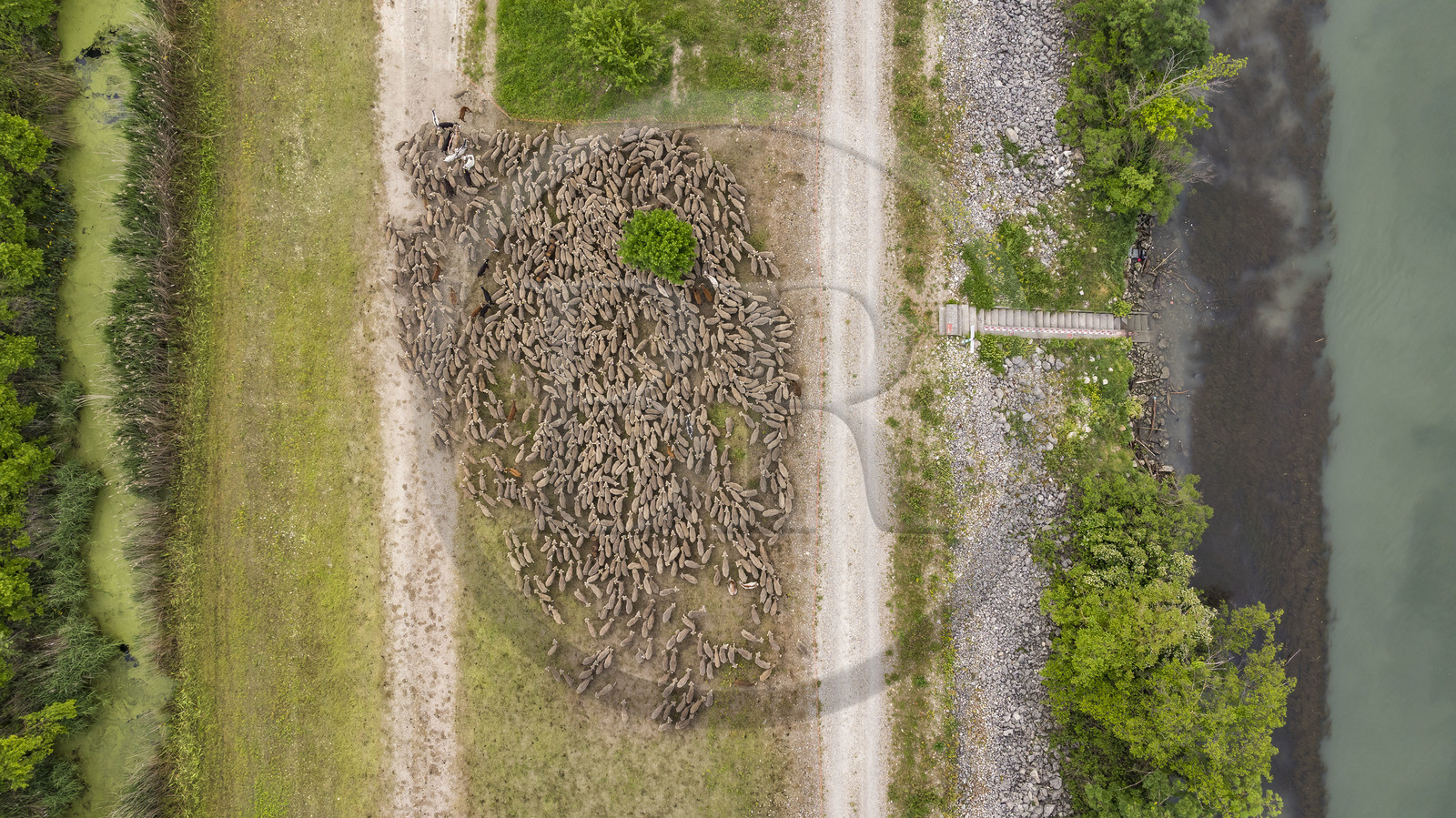France, Vaucluse (84), Châteauneuf-du-Pape, le troupeau de brebis Merinos d'Arles (et quelques chèvres) mené par la bergère Natacha Fasujevic en éco-pâturage sur les bords du Rhone (vue aérienne)