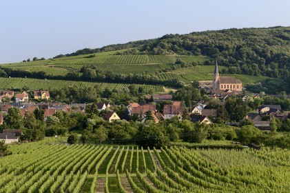 France, Bas-Rhin (67), Route des Vins d'Alsace, Andlau, la chapelle Saint-André et le vignoble