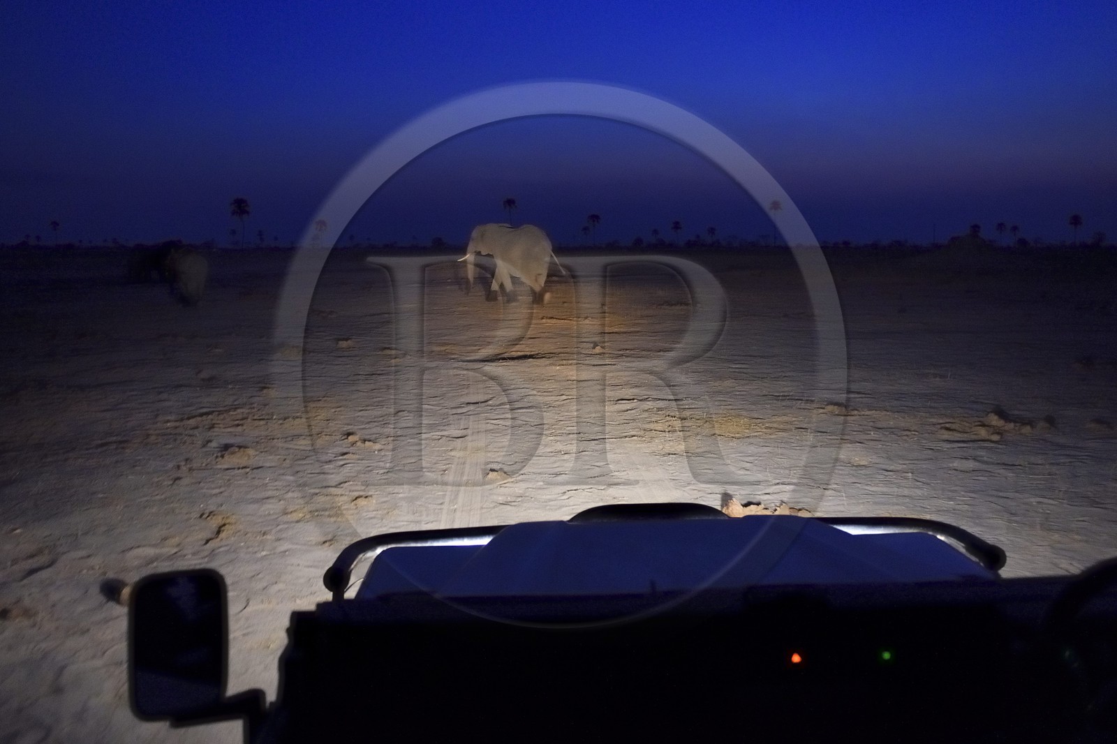 Zimbabwe, province de Matabeleland septentrional, parc national Hwange, à la recherche d'éléphants dans la savane de nuit