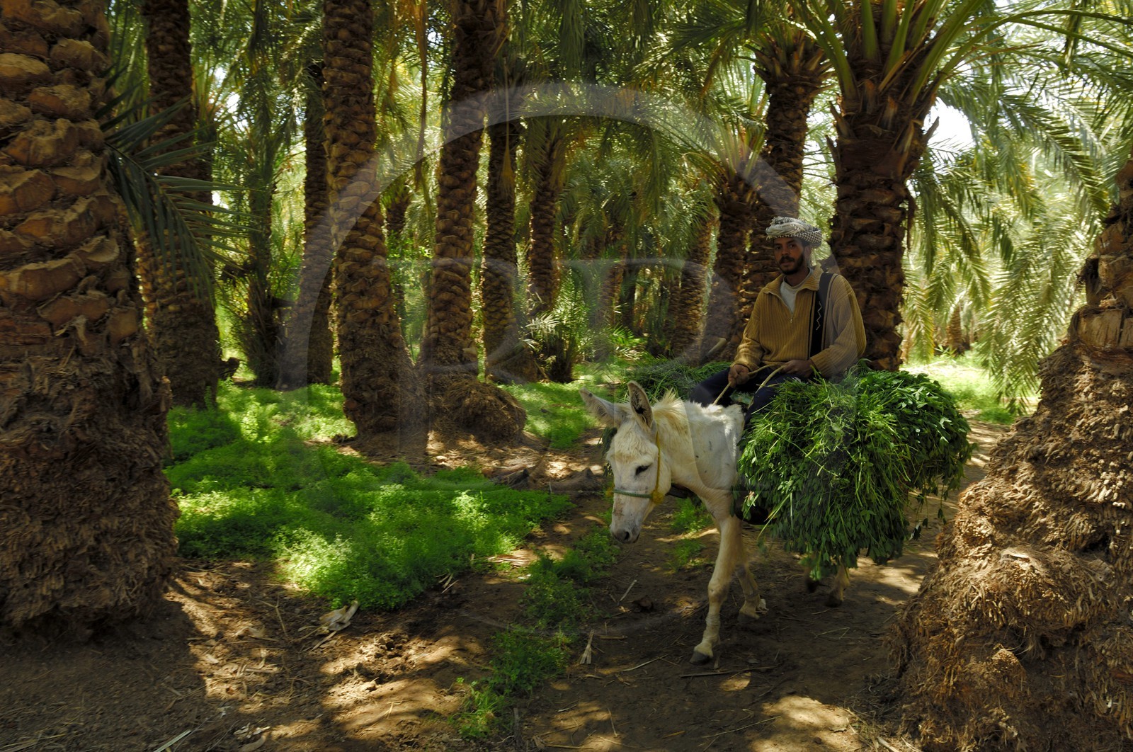 Egypte, Basse-Egypte, désert libyque, oasis de Bahariya (Bahareyya), la palmeraie, paysan sur son ane vérifiant l' état de ses palmiers dattiers