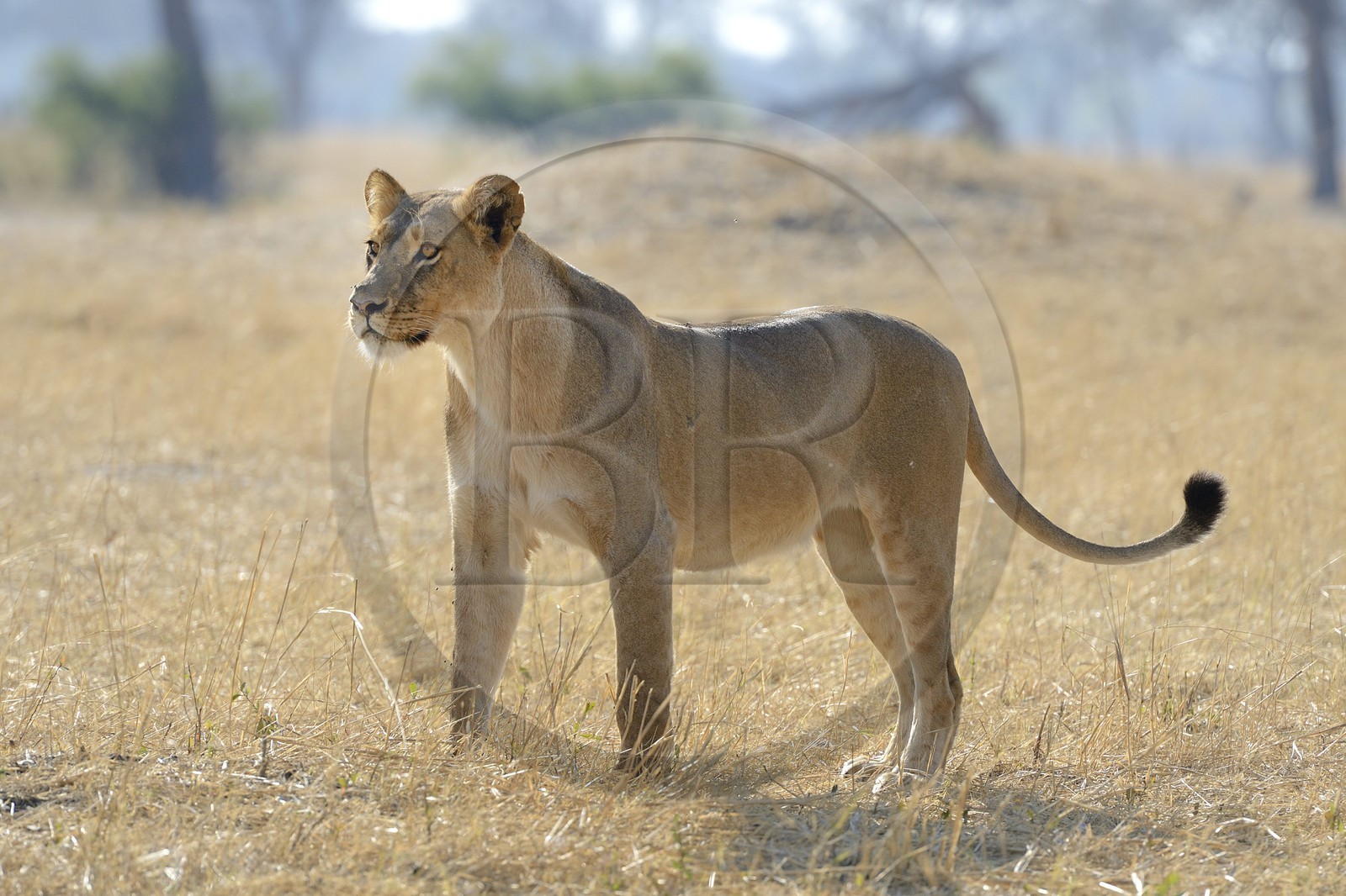Zimbabwe, province de Matabeleland septentrional, parc national Hwange, lion (Panthera leo)