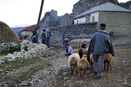 Azerbaïdjan, région de Quba (Guba), chaine de montagne du Grand Caucase, village de Giriz, berger rentrant au village avec son troupeau de mouton