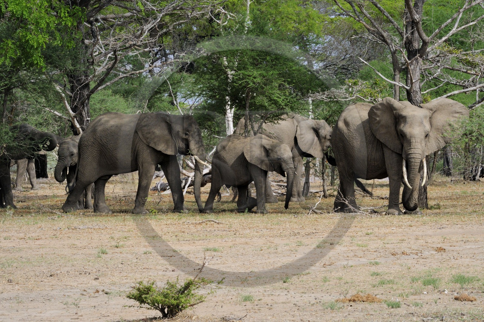 Tanzanie, Reserve de gibier de Selous une des plus grandes zones protégées au monde et inscrite sur la liste du patrimoine mondial de l’Unesco depuis 1982, Éléphant de savane d'Afrique (Loxodonta africana)