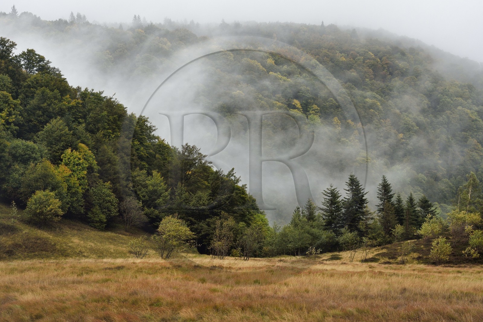 France, Vosges (88), Parc naturel régional des ballons des Vosges, Saint-Maurice-sur-Moselle, chaume des Neuf Bois, tourbière entouré par la foret