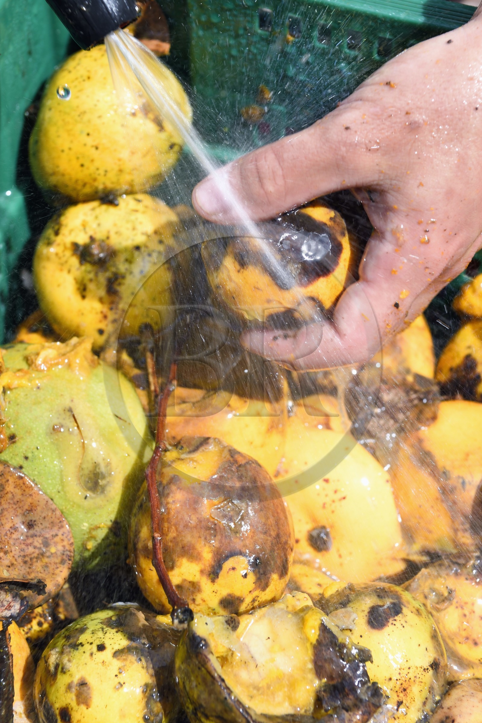 France, Reunion island (French overseas department), La Saline, La Part des Anges Distillation, washing the mangoes before fermentation of the resulting juice