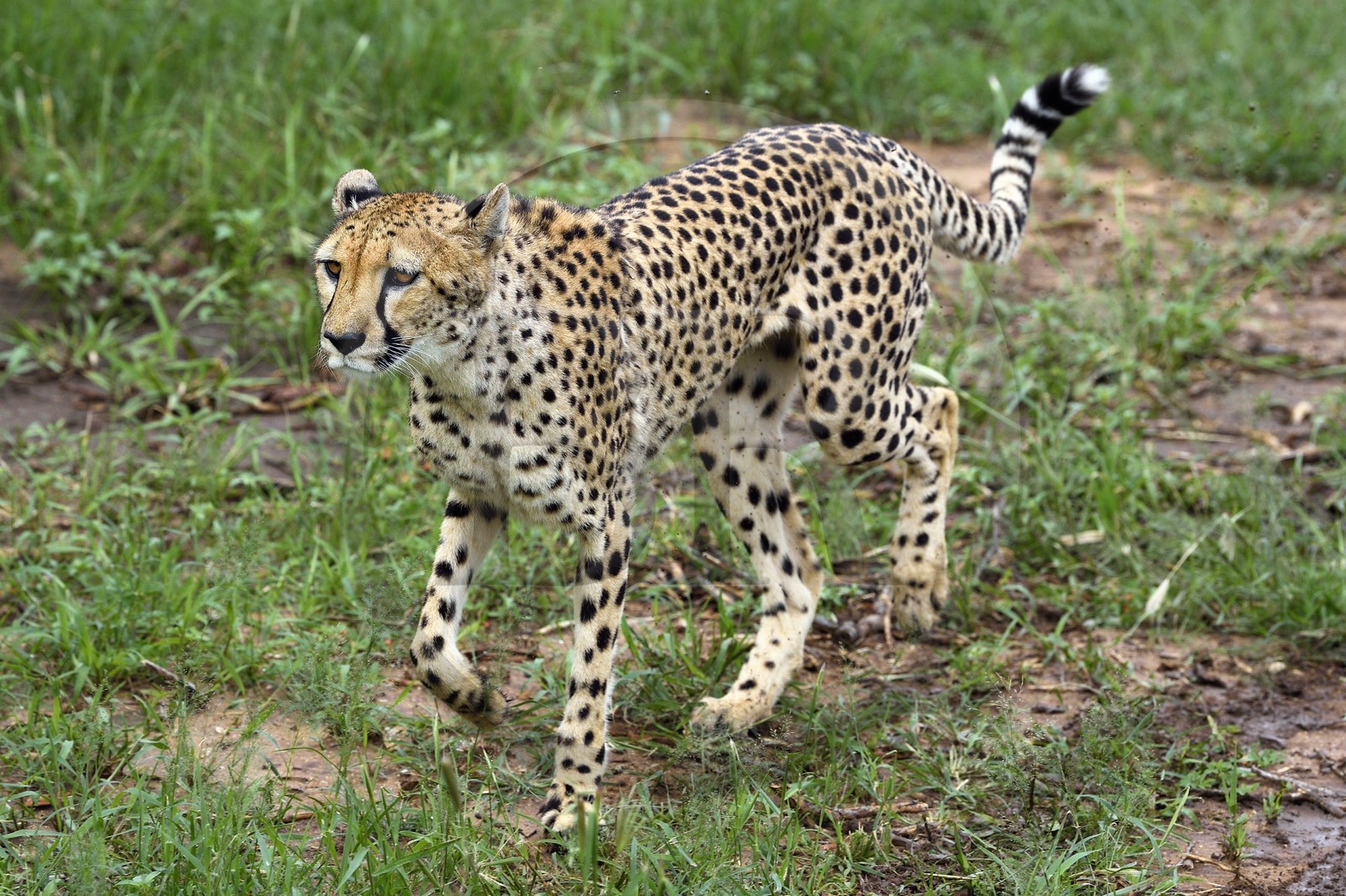Namibia, Otjiwarongo, Cheetah Conservation Fund, research and education centre, cheetah (Acinonyx jubatus)