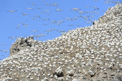 France, Côtes-d'Armor (22), Perros-Guirec, archipel et réserve ornithologique de Sept-Iles, Ile Rouzic, colonie de fous de Bassan (Morus bassanus), unique point de nidification en France pour plus de 20000 couples