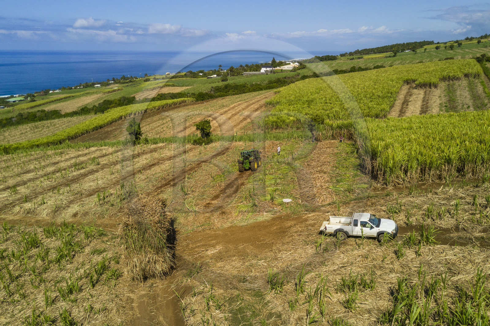 France, Reunion island (French overseas department), Petite-Ile, cutting and harvesting sugar cane (aerial view)