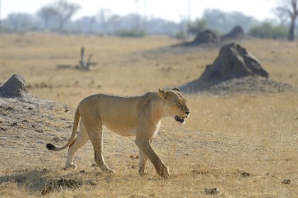 Zimbabwe, province de Matabeleland septentrional, parc national Hwange, lion (Panthera leo)