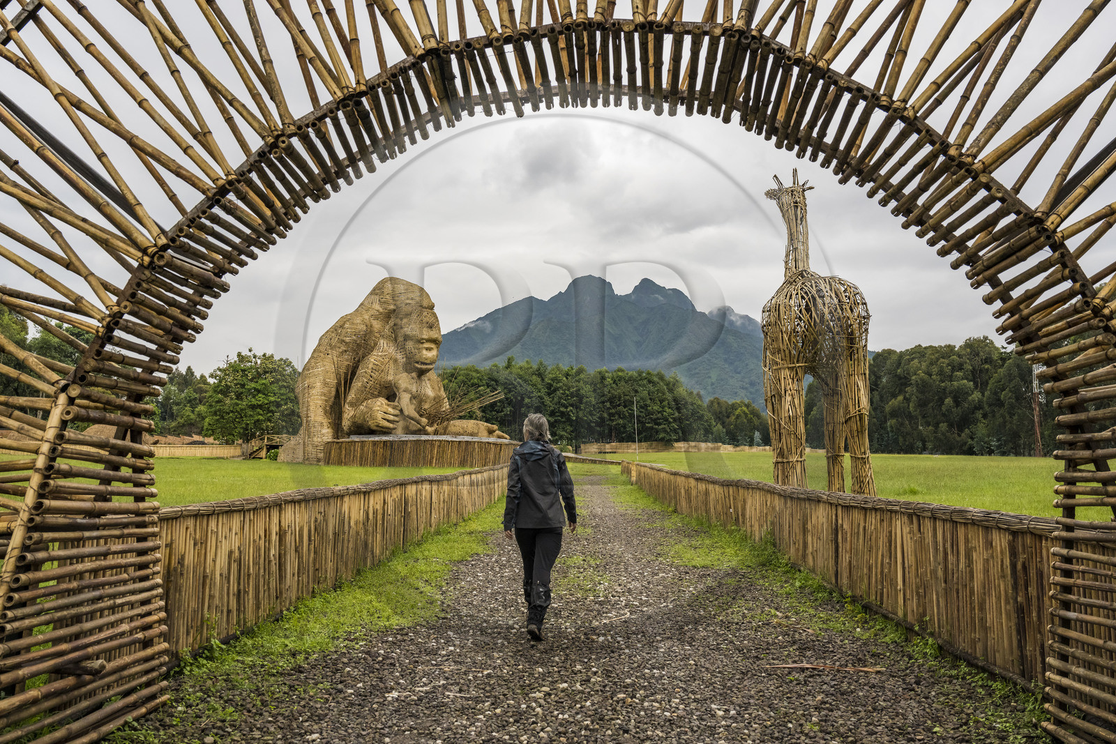 Rwanda, Province du Nord, Musanze District, Kinigi, QG du Parc National des volcans, lieu de dénomination des gorilles (Kwita izina - KinigiKong) l'année de leur naissance