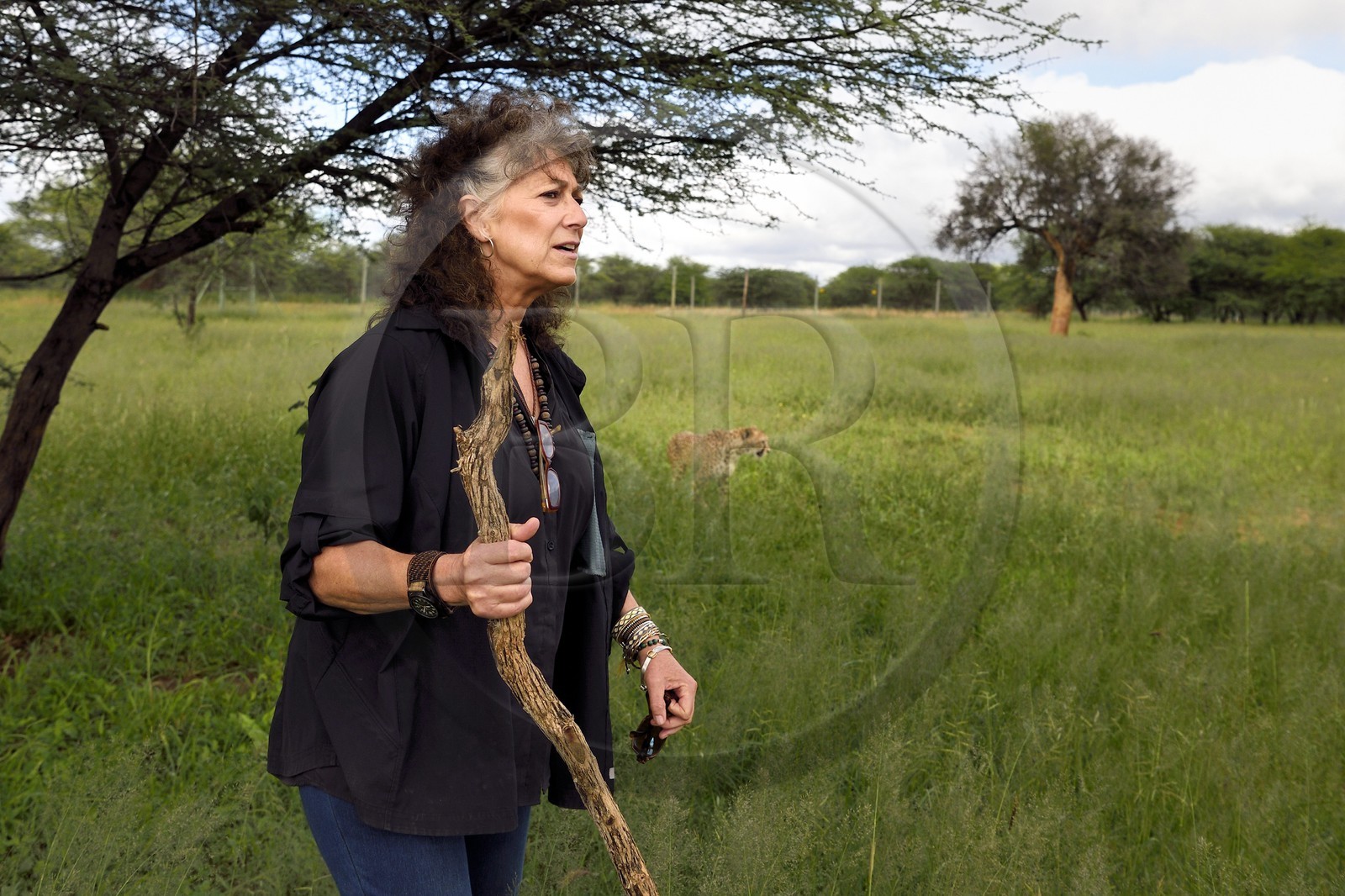 Namibie, Otjiwarongo, Cheetah Conservation Fund, centre de recherche et d'éducation, Dr Laurie Marker fondatrice et directrice exécutive du CCF fondé en 1990, guépard (Acinonyx jubatus)