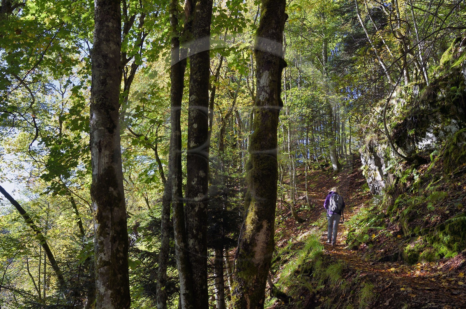 France, Haut-Rhin (68), Parc naturel régional des ballons des Vosges, Rimbach-près-Masevaux, randonneur marchant sur le GR5 au dessus du Lac des Perches