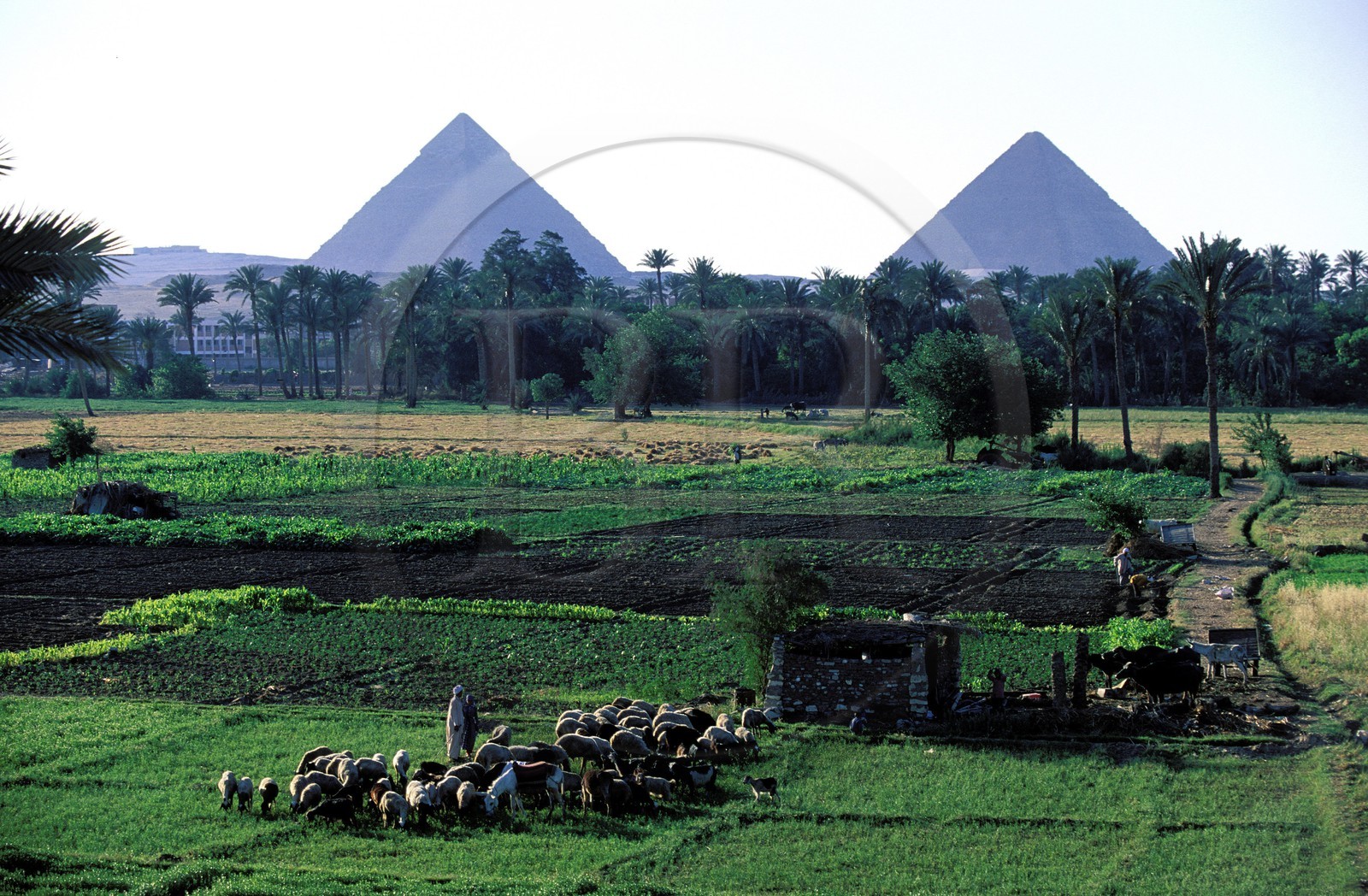 Égypte, Le Caire, Pyramides de Giza (Gizeh) et champs du bord du Nil