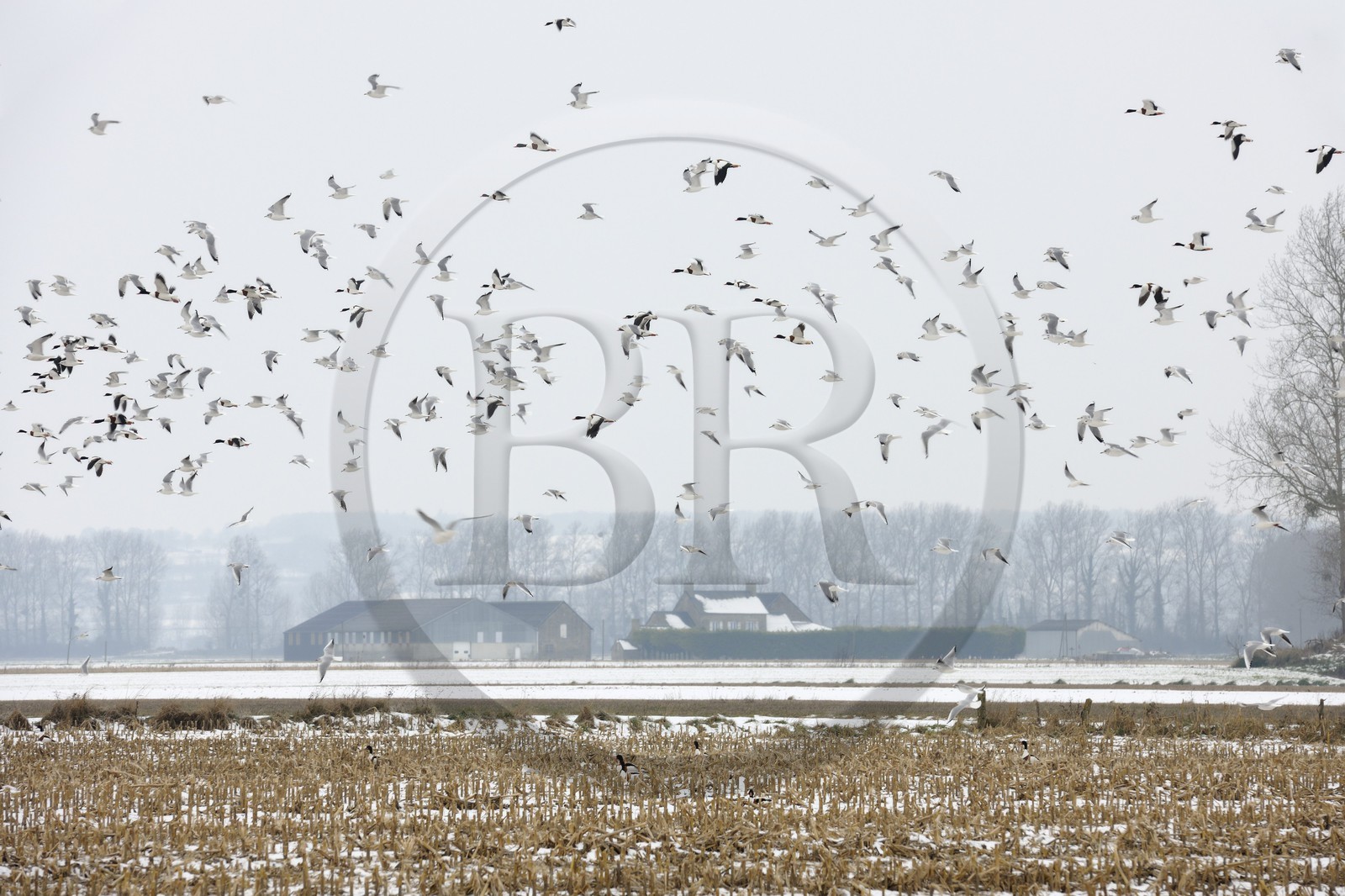 France, Ille-et-Vilaine (35), le polder du Mont-Saint-Michel, mouettes et canards