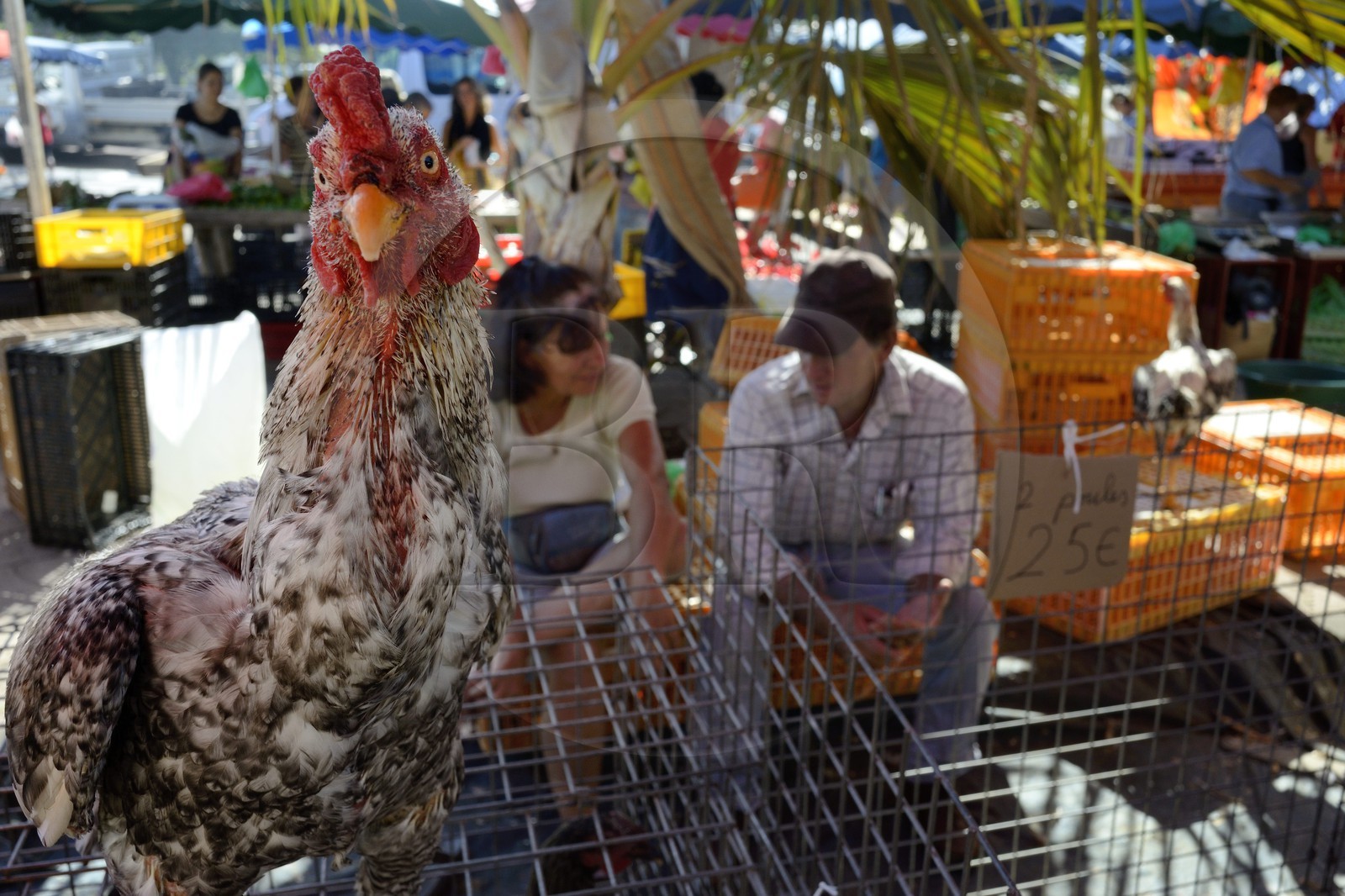 France, Reunion island (French overseas department), Saint Pierre, Saturday market, chicken stalls