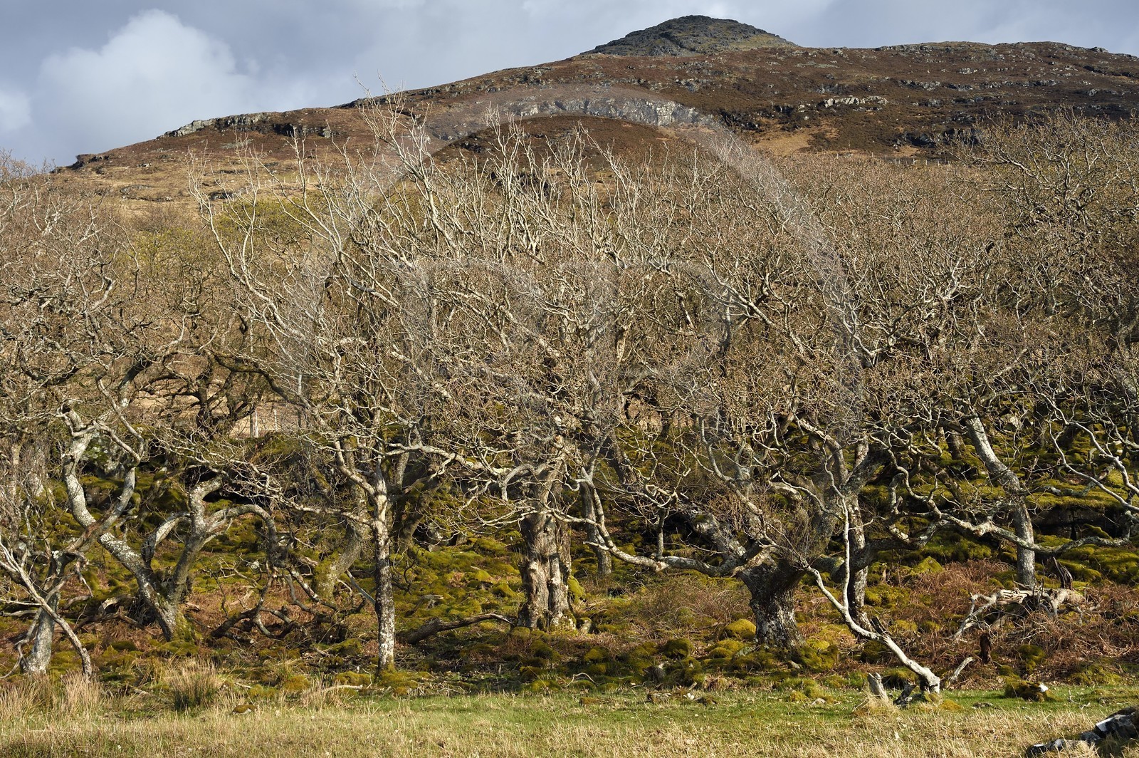 United Kingdom, Scotland, Highland, Inner Hebrides, Isle of Mull west coast, dwarf oak forest in spring